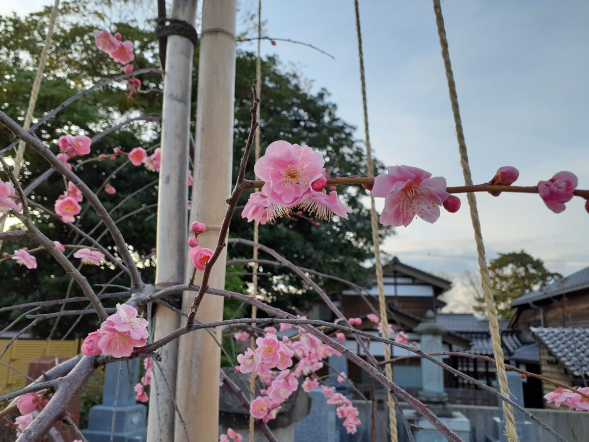 しだれ紅梅がまもなく満開でございます