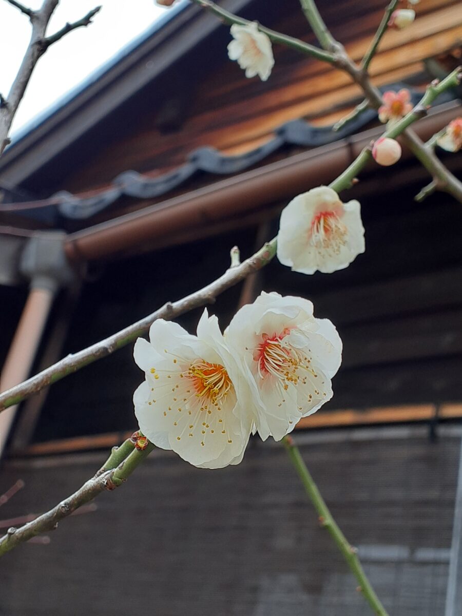 白梅が満開でございます