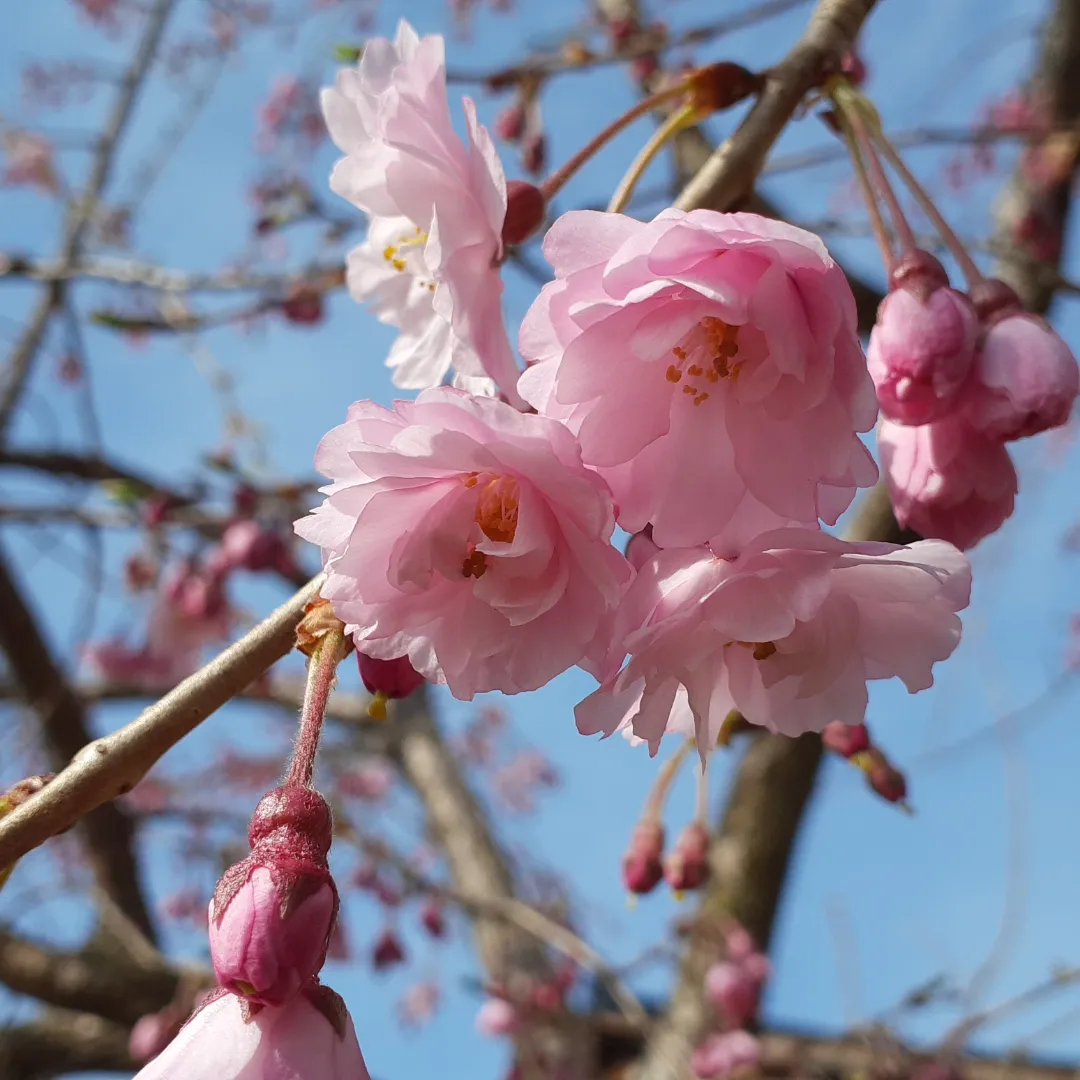 しだれ桜がほころびはじめました😊