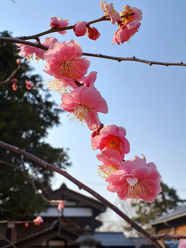 しだれ紅梅が咲いてまいりました - 【公式】金沢寺町 宝勝寺ふれあい 
