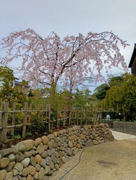春の光を浴びて
どこを見ても春。